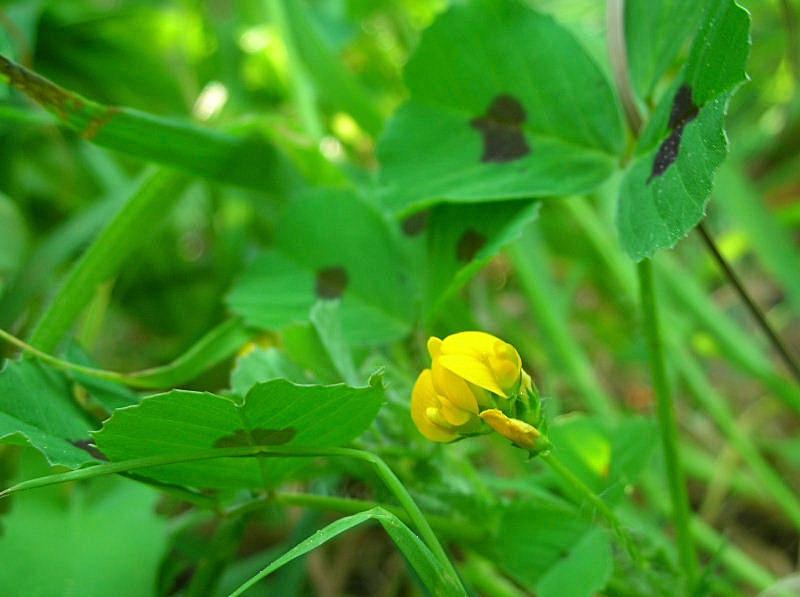 Medicago arabica